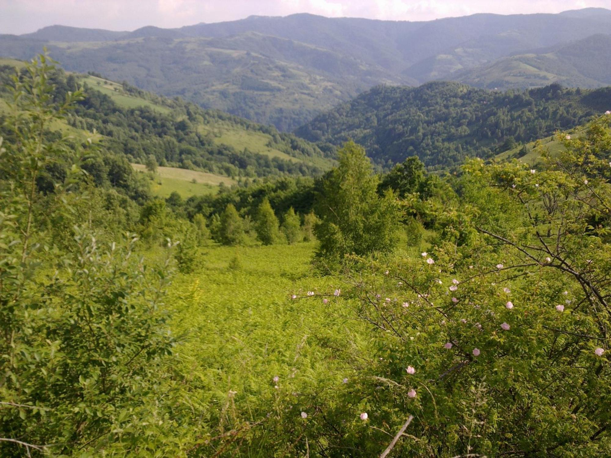 Hotel Javor Kušići المظهر الخارجي الصورة